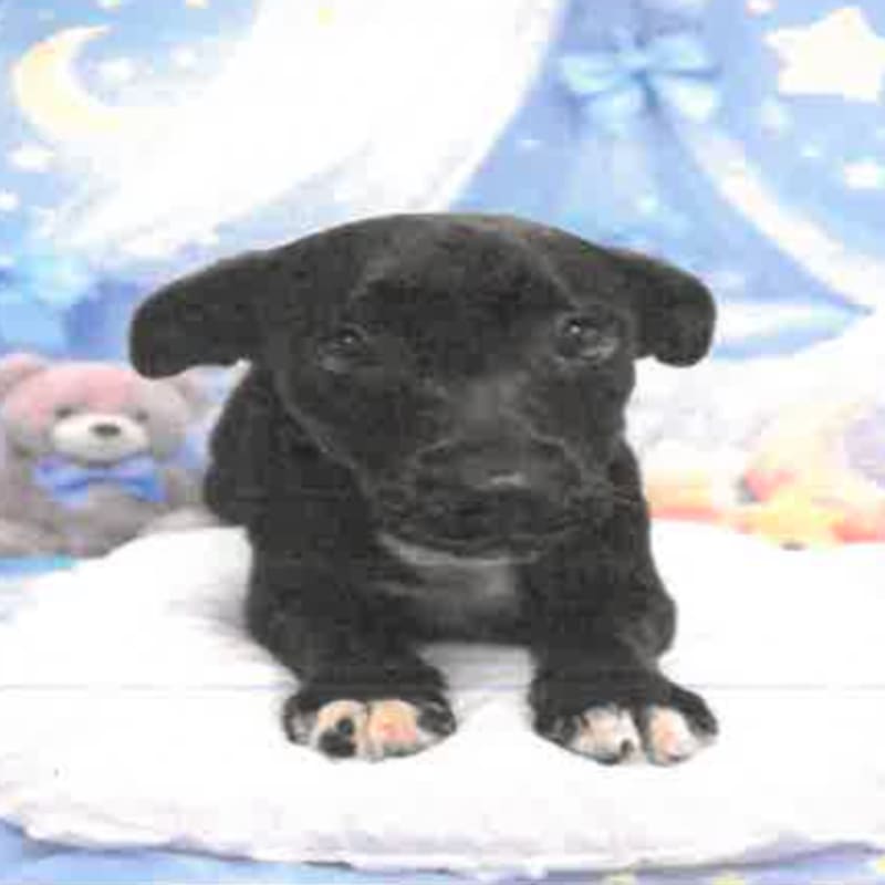 An image of Butters. Butters is a Retriever, Black Labrador.