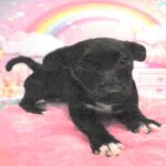 An image of Lala. Lala is a Retriever, Black Labrador.