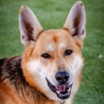 An image of Nya. Nya is a Shepherd, German/Pointer, German Wirehaired.