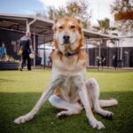An image of Nya. Nya is a Shepherd, German/Pointer, German Wirehaired.