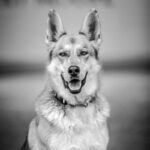 An image of Nya. Nya is a Shepherd, German/Pointer, German Wirehaired.