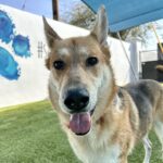 An image of Nya. Nya is a Shepherd, German/Pointer, German Wirehaired.