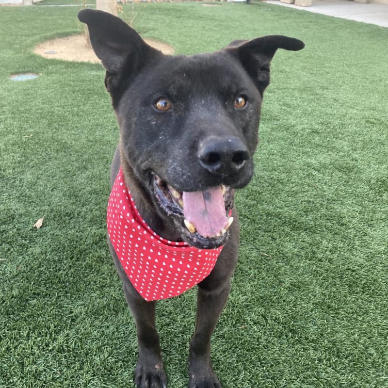 An image of Bruce. Bruce is a Terrier, Pit Bull/Chow Chow.