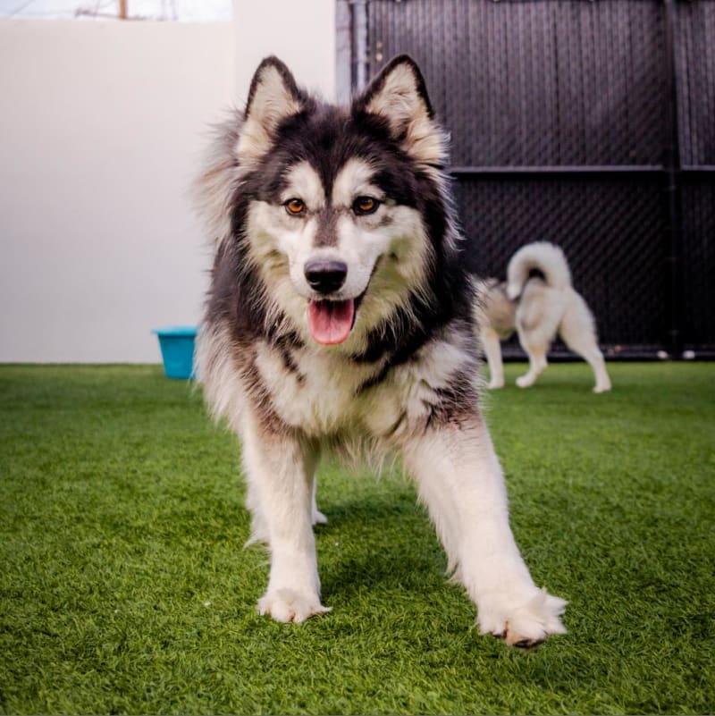 An image of Melody. Melody is a Husky, Siberian/Mix.