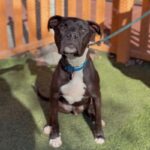 An image of George. George is a Terrier, Pit Bull.