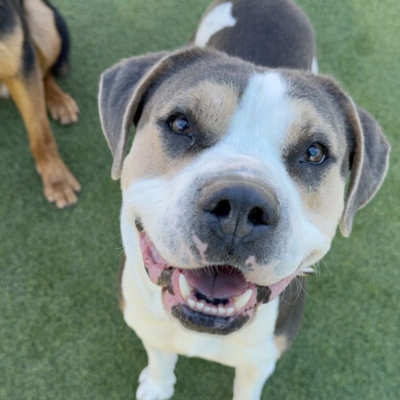 An image of Ferris. Ferris is a Mixed Breed (Large).