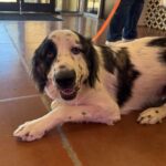 An image of Roe. Roe is a Saint Bernard.