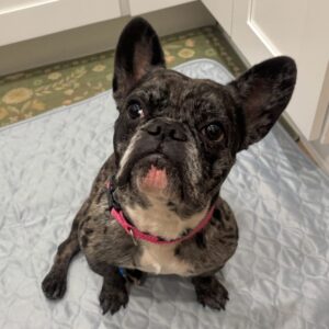 An image of Dolce. Dolce is a Bulldog, French.