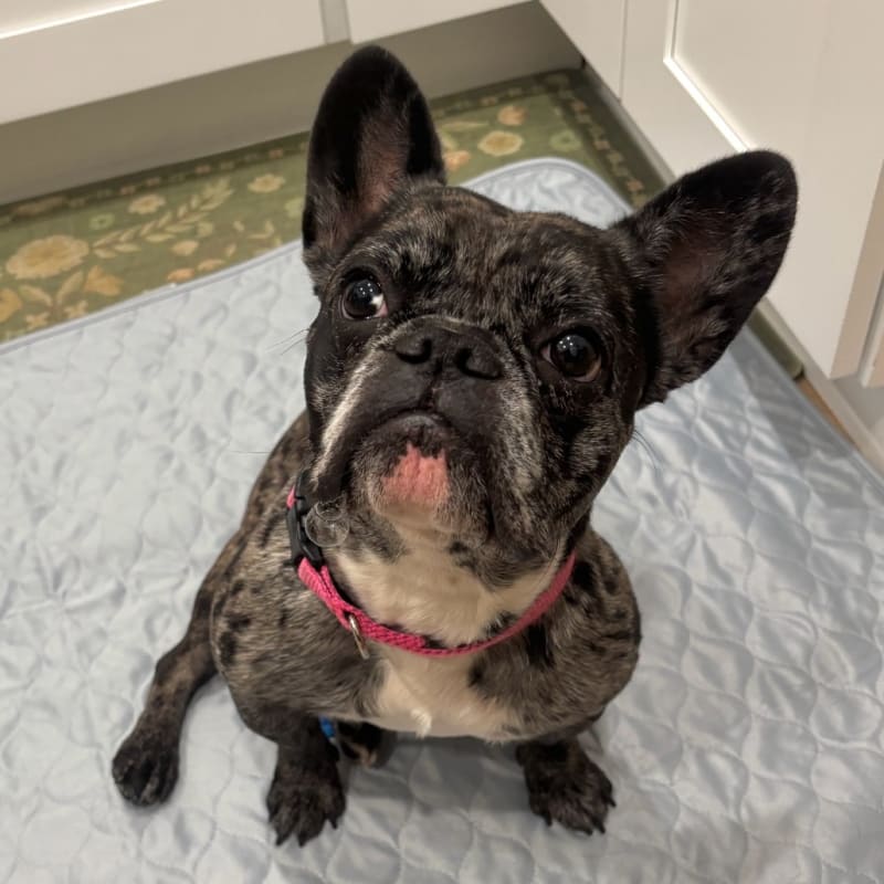 An image of Dolce. Dolce is a Bulldog, French.