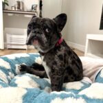 An image of Dolce. Dolce is a Bulldog, French.