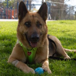 An image of Boy. Boy is a Shepherd, German.