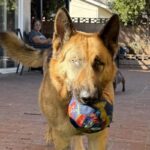 An image of Boy. Boy is a Shepherd, German.