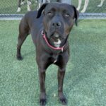 An image of Billie. Billie is a Terrier, Pit Bull.