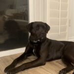 An image of Billie. Billie is a Terrier, Pit Bull.