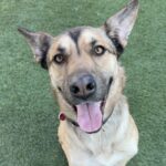 An image of Toro. Toro is a Shepherd, German/Mixed Breed (Medium).