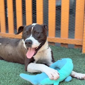 An image of Lucky. Lucky is a Terrier, Pit Bull.