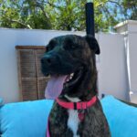 An image of Lucy. Lucy is a Terrier, Pit Bull.