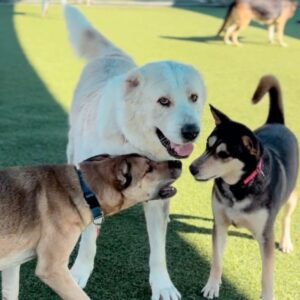 An image of Cozy. Cozy is a Akbash.