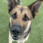 An image of Ashley. Ashley is a Shepherd, German.