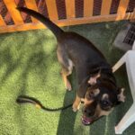 An image of Beatrice. Beatrice is a Shepherd.