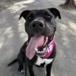 An image of Opie. Opie is a Retriever, Labrador/Terrier, Pit Bull.