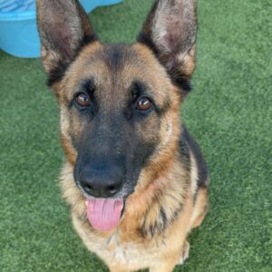 An image of Ava. Ava is a Shepherd, German.