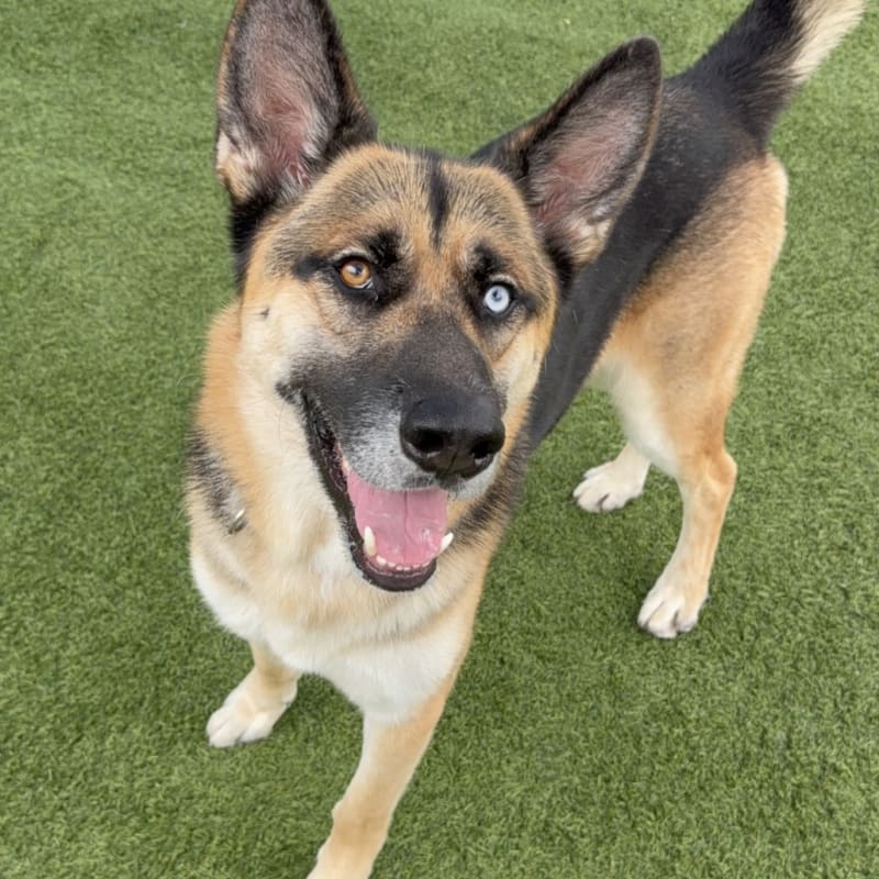 An image of Courage. Courage is a Shepherd, German/Mixed Breed (Large).