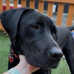 An image of Carl. Carl is a Retriever, Black Labrador/Mastiff, Cane Corso.