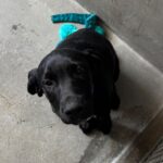 An image of Carl. Carl is a Retriever, Black Labrador/Mastiff, Cane Corso.