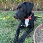 An image of Carl. Carl is a Retriever, Black Labrador/Mastiff, Cane Corso.