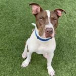 An image of Eric. Eric is a Terrier, Pit Bull/Mixed Breed (Medium).