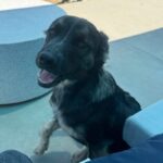 An image of Pinto. Pinto is a Shepherd/Mixed Breed (Large).