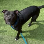 An image of Stanley. Stanley is a Terrier, Pit Bull/Mixed Breed (Large).