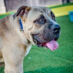 An image of Rufus. Rufus is a Mastiff.