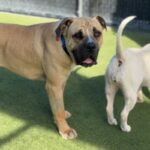 An image of Rufus. Rufus is a Mastiff.