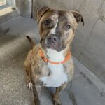 An image of Firefly. Firefly is a Terrier, Pit Bull.