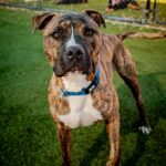 An image of Firefly. Firefly is a Terrier, Pit Bull.