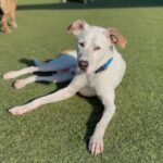 An image of Dutch. Dutch is a Mixed Breed (Medium).