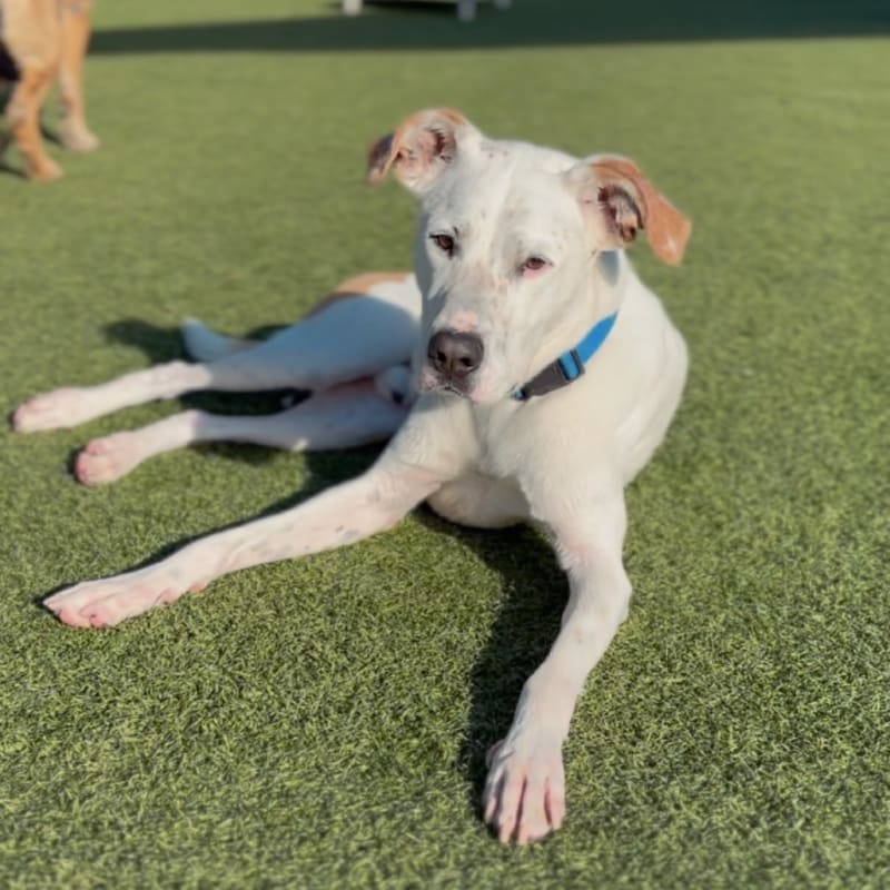 An image of Dutch. Dutch is a Mixed Breed (Medium).