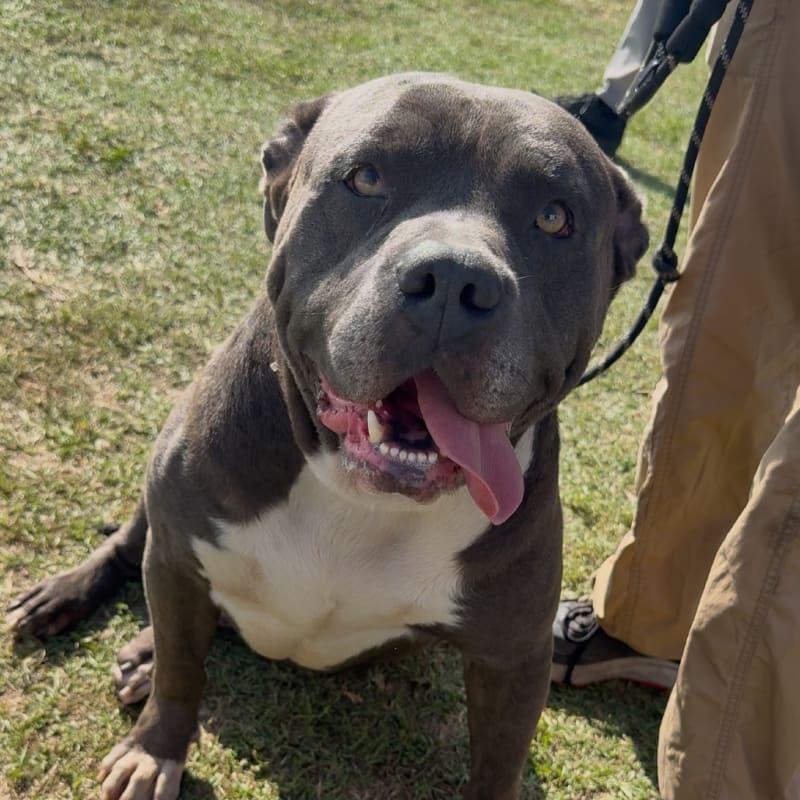An image of Smokey. Smokey is a Terrier, Pit Bull.