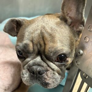 An image of June. June is a Bulldog, French.