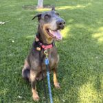 An image of Lilibeth. Lilibeth is a Pinscher, Doberman.