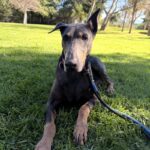 An image of Lilibeth. Lilibeth is a Pinscher, Doberman.