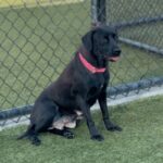 An image of Ima. Ima is a Mixed Breed (Medium).