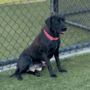 An image of Ima. Ima is a Mixed Breed (Medium).