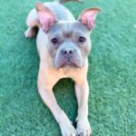 An image of Greyson. Greyson is a Terrier, Pit Bull.