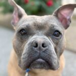 An image of Greyson. Greyson is a Terrier, Pit Bull.