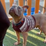 An image of Greyson. Greyson is a Terrier, Pit Bull.