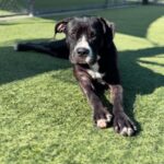 An image of Wednesday. Wednesday is a Terrier, American Pit Bull/Mixed Breed (Large).