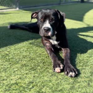 An image of Wednesday. Wednesday is a Terrier, American Pit Bull/Mixed Breed (Large).